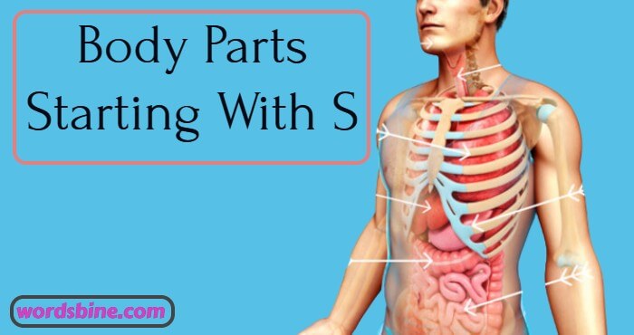 Body Parts Starting With S