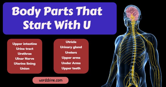 Body Parts That Start With U