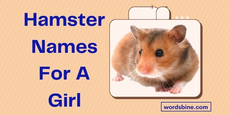 Hamster Names For A Girl