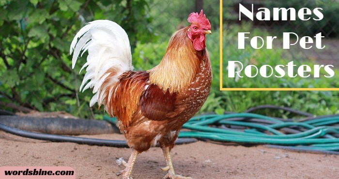 Names For Pet Roosters